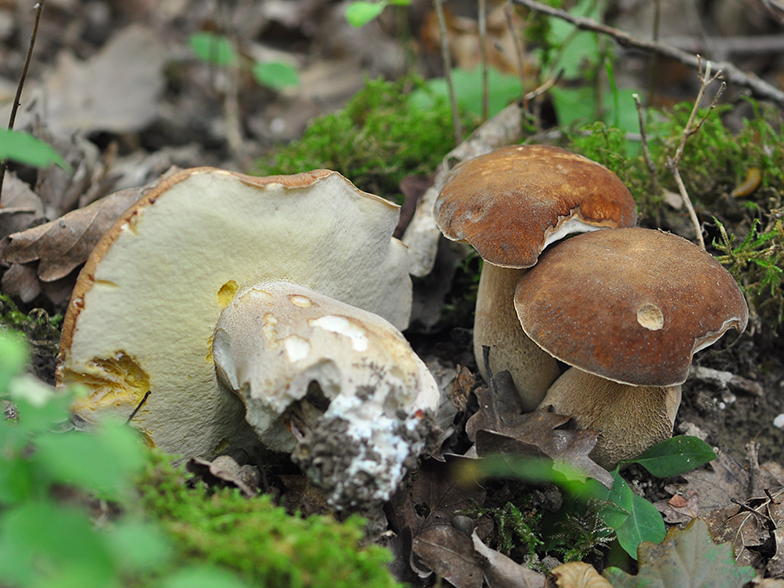 Boletus aestivalis