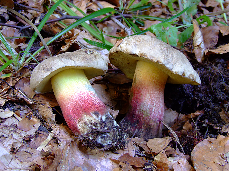 Boletus calopus