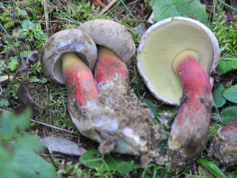 Boletus calopus