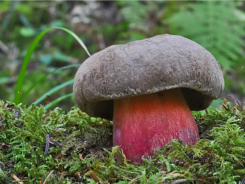 Boletus calopus
