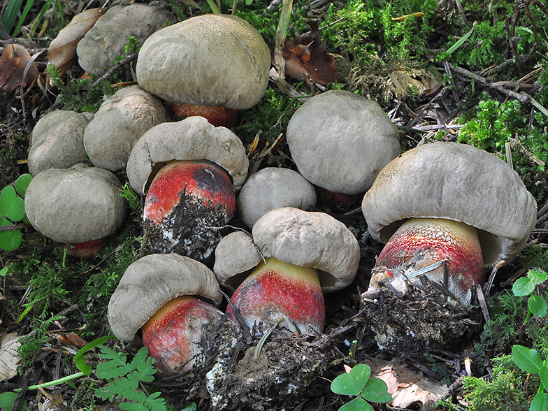 Boletus calopus