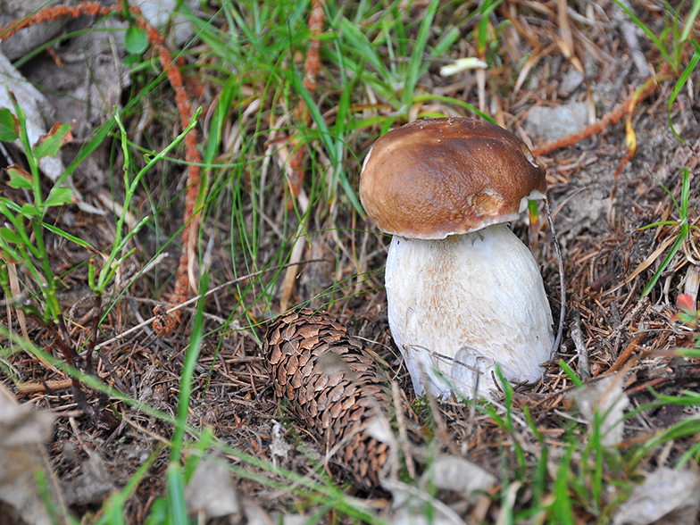 Boletus edulis