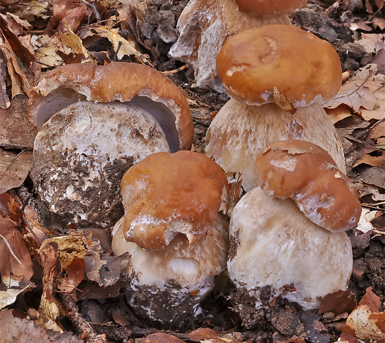 Boletus edulis