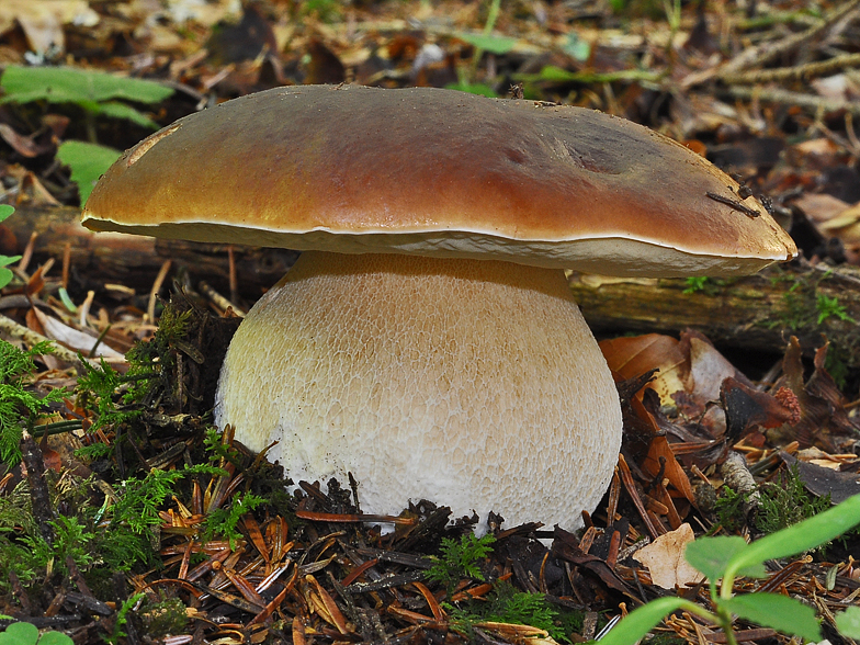 Boletus edulis