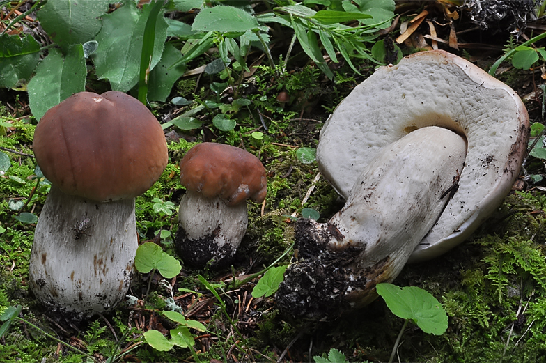 Boletus edulis