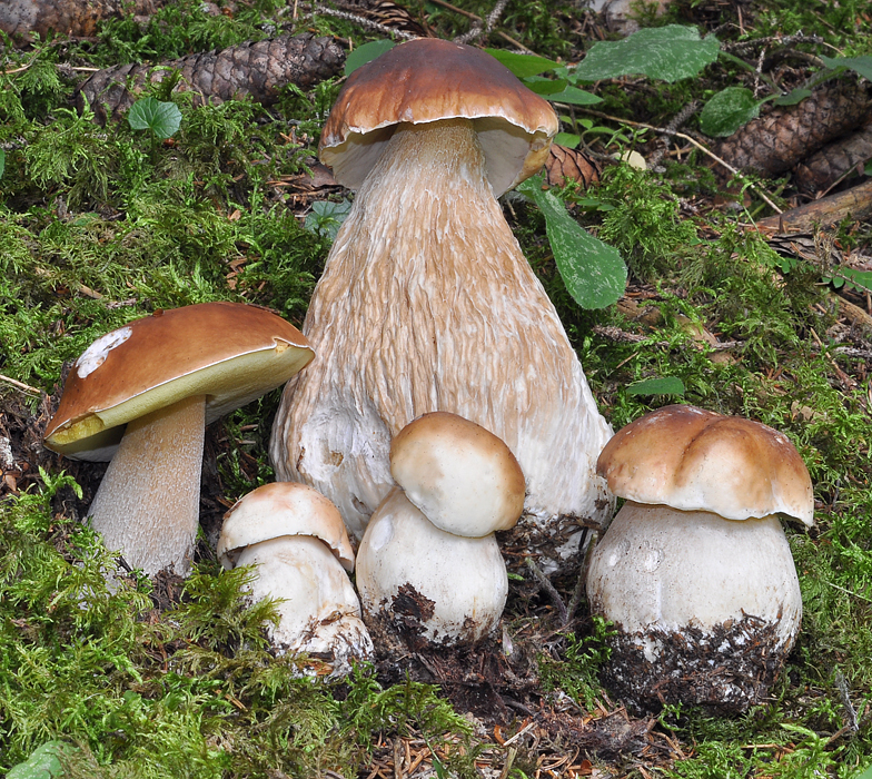 Boletus edulis