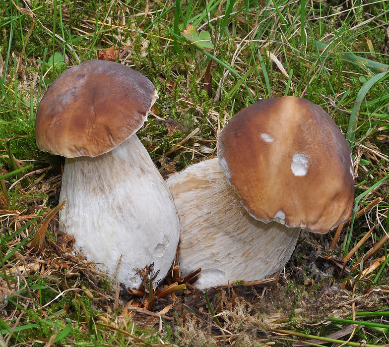 Boletus edulis