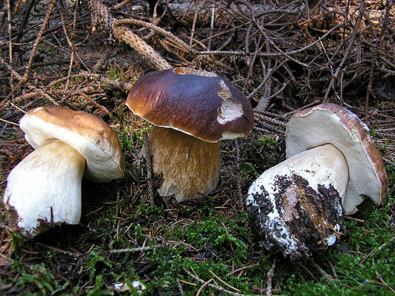 Boletus edulis