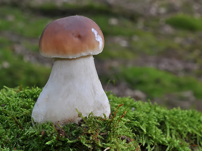 Boletus edulis