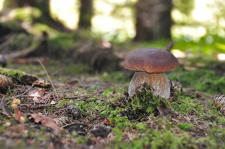 Boletus edulis