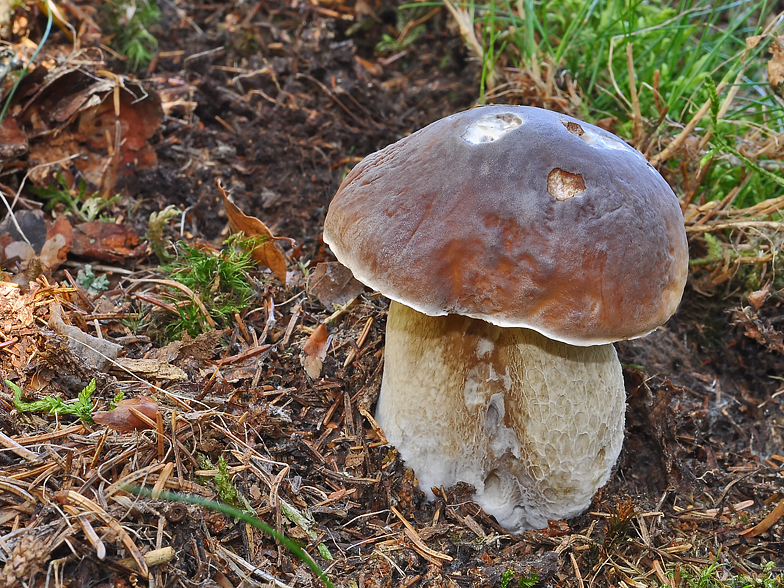 Boletus edulis