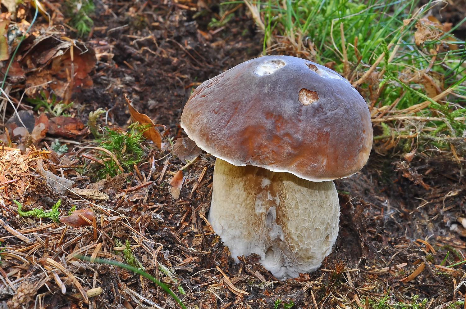 Boletus edulis