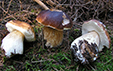 Boletus edulis