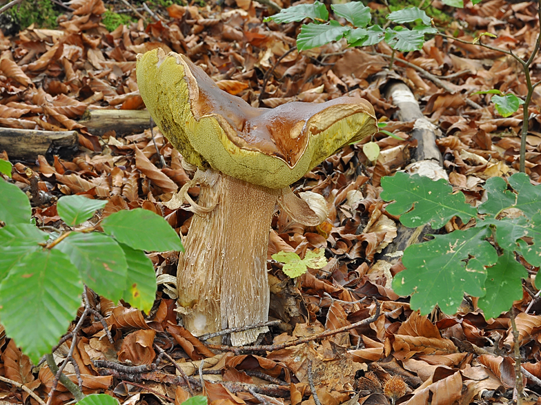 Boletus edulis