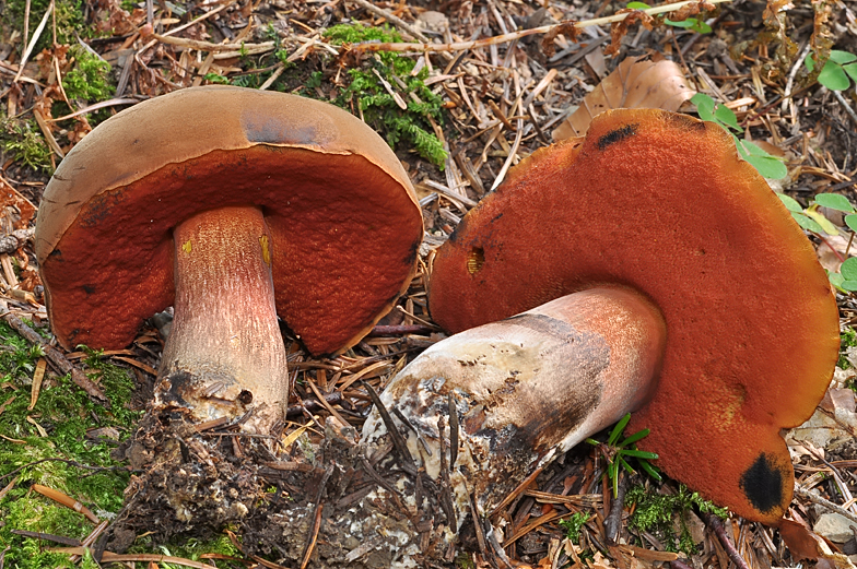 Boletus erythropus