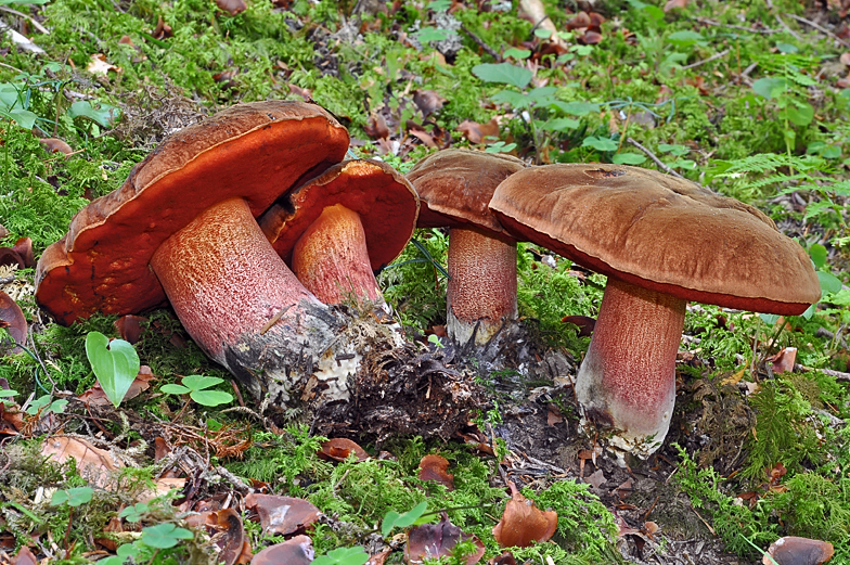 Boletus erythropus