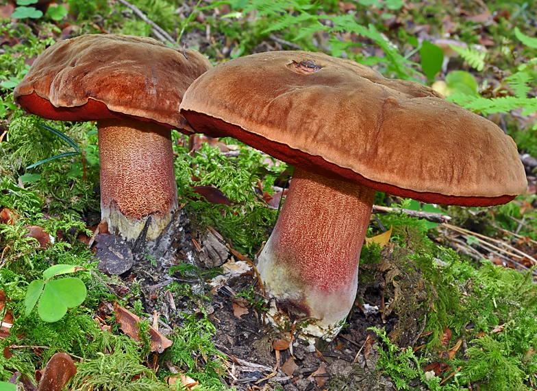 Boletus erythropus