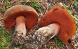 Boletus erythropus