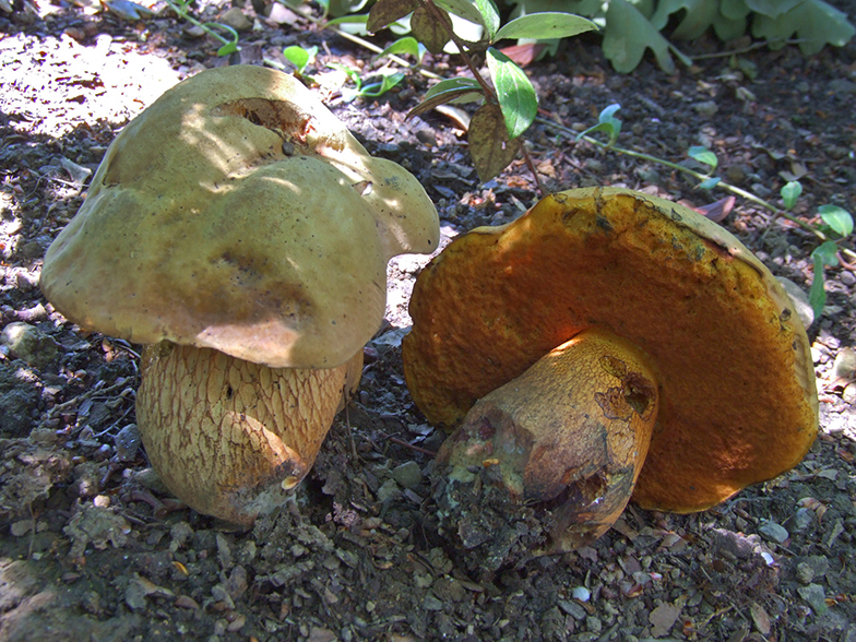 Boletus luridus