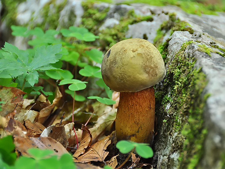 Boletus luridus