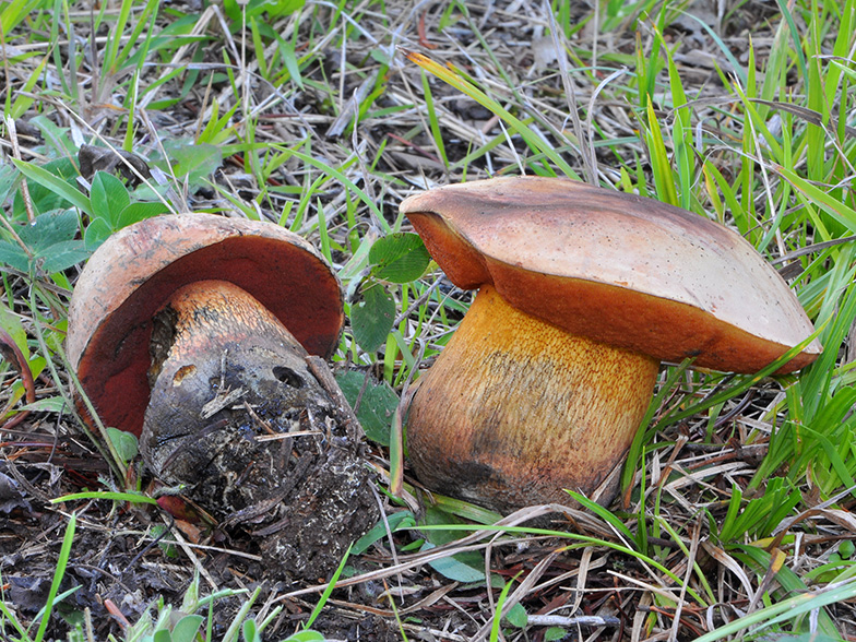 Boletus luridus