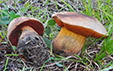 Boletus luridus