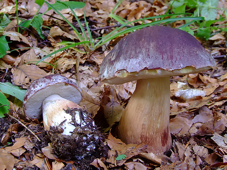 Boletus pinophilus