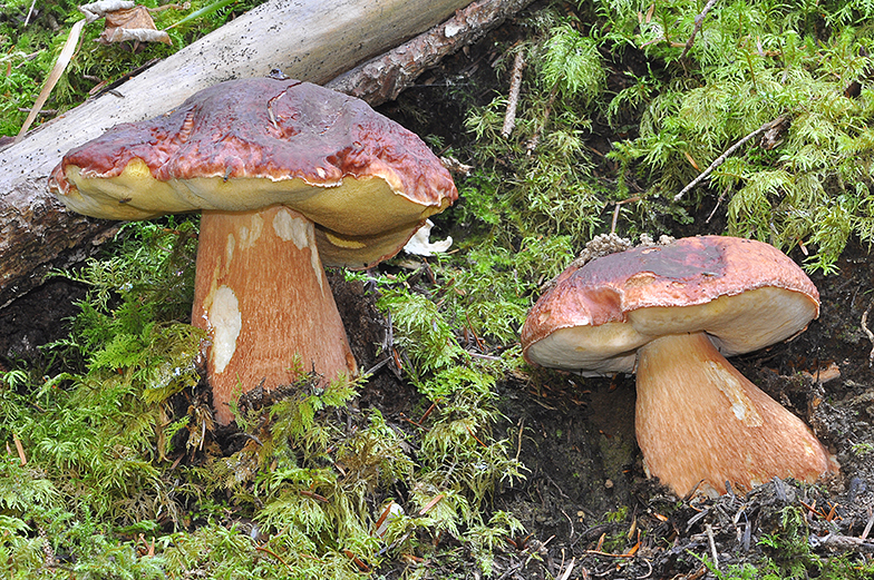 Boletus pinophilus