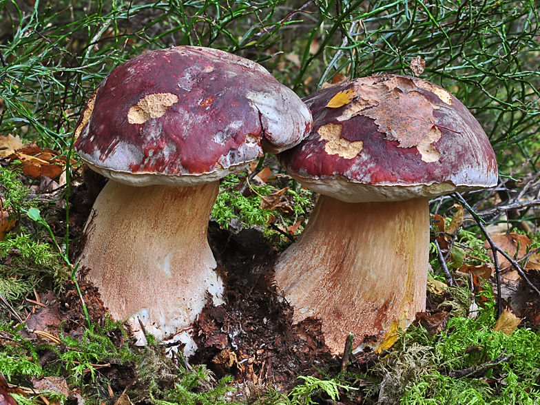 Boletus pinophilus