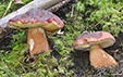 Boletus pinophilus