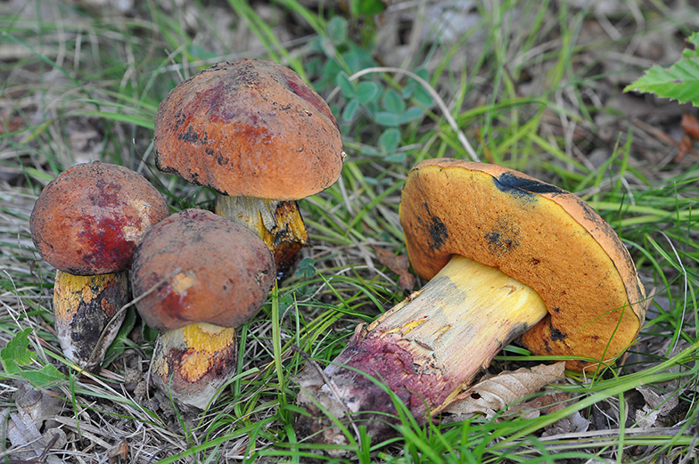 Boletus queletii