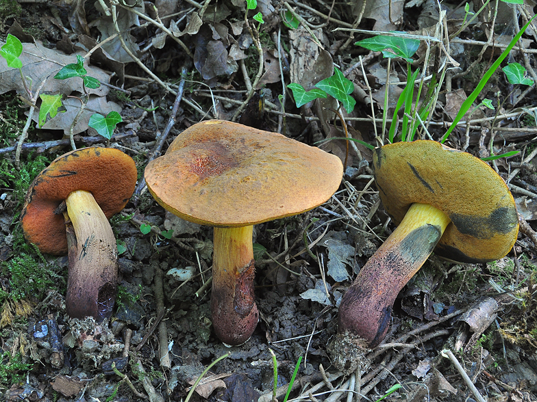 Boletus queletii