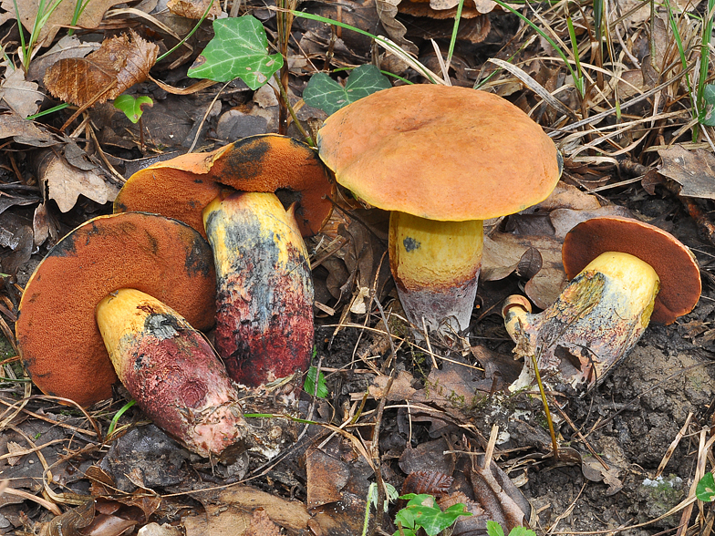 Boletus queletii