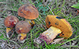 Boletus queletii