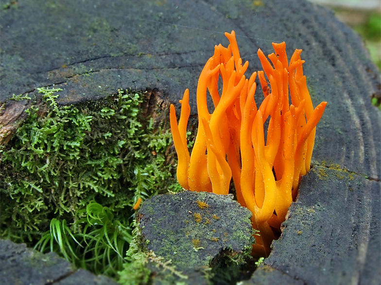 Calocera viscosa