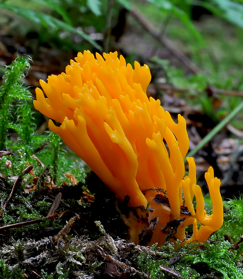 Calocera viscosa