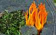 Calocera viscosa