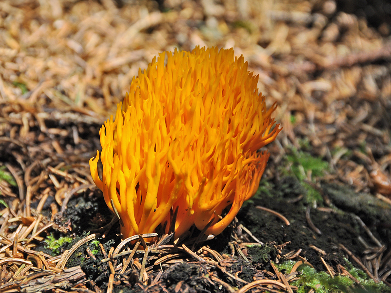 Calocera viscosa