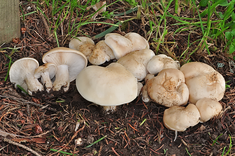 Calocybe gambosa