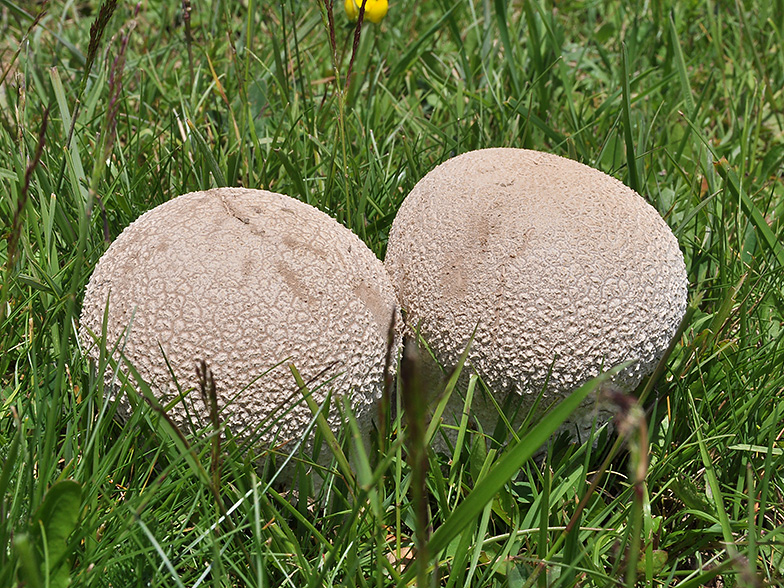 Calvatia utriformis