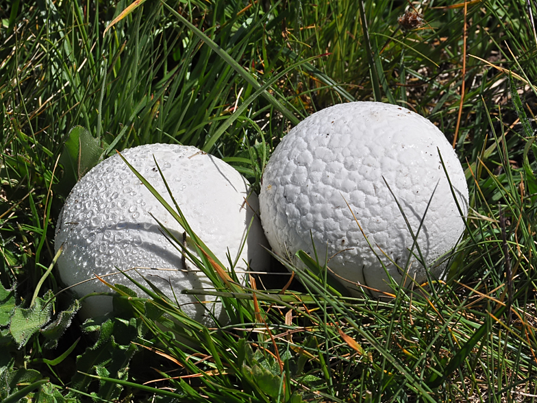 Calvatia utriformis