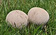 Calvatia utriformis