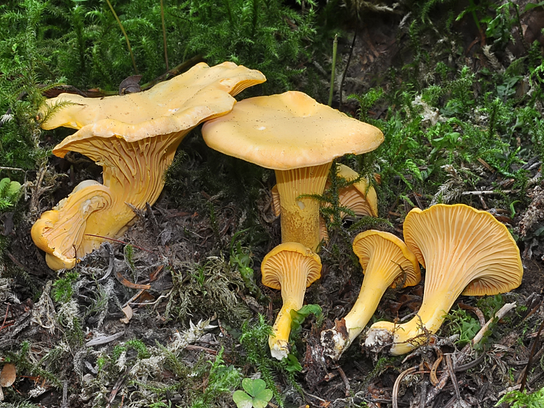 Cantharellus cibarius