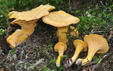 Cantharellus cibarius