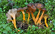 Cantharellus lutescens