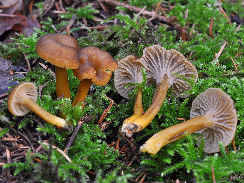 Cantharellus tubaeformis