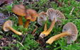 Cantharellus tubaeformis