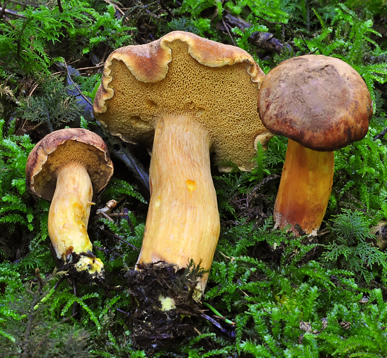 Chalciporus piperatus