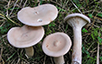 Clitocybe geotropa