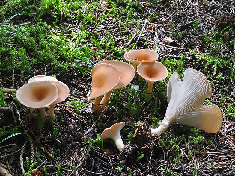 Clitocybe gibba